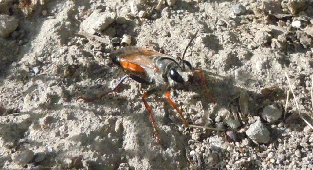 Sphecidae: Sphex funerarius, femmina.